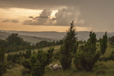 Jalovcová stráň Nedašov, foto J. Zainer