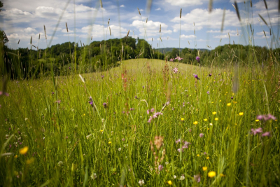 Orchidejová louka, foto J. Zainer