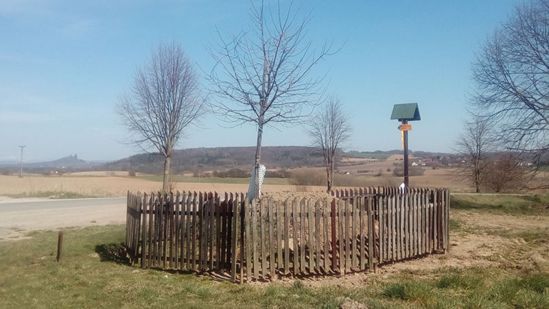 Semtinská lípa u Sobotky dnes