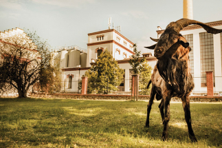 Pivovar Velké Popovice