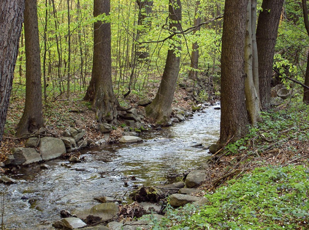 Račí potok v Račím údolí