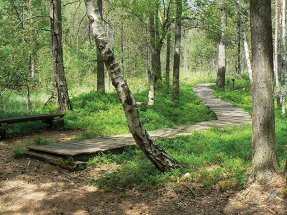 Borkovická blata