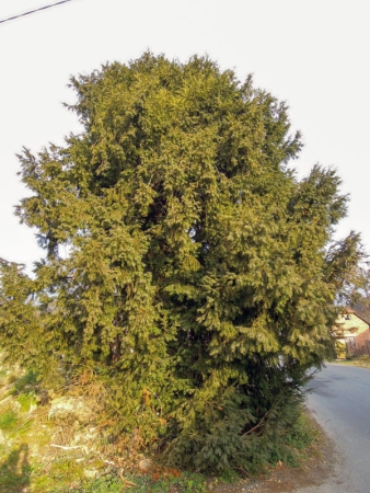 Památný strom – Koláčkův tis