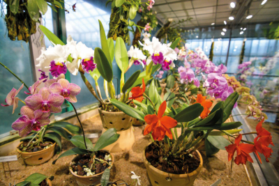 Jaro v botanické zahradě