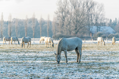 Národní hřebčín Kladruby nad Labem