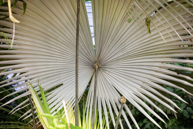 Kerriodoxa elegans (3)