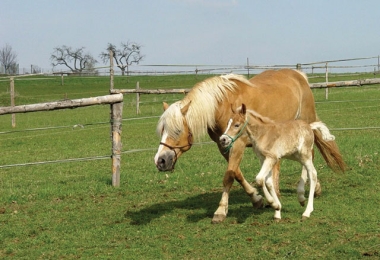 Horseriding in the Eastern Bohemia