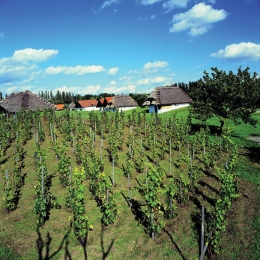 Wine in Southern Moravia 