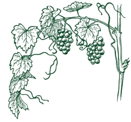 Wine in Southern Moravia 