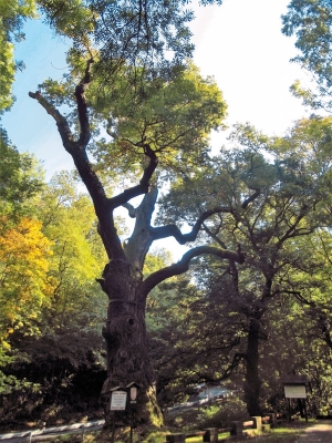 Oldřichův dub v Peruci