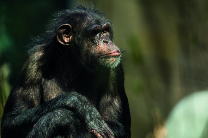 Šimpanzi v Zoo Ostrava