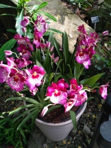 Fata Morgana – výstava tropických orchidejí
