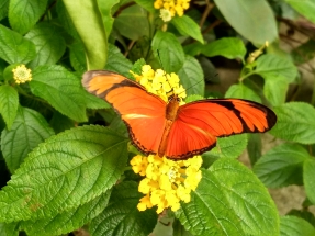 Motýlí skvosty Ameriky poletují skleníkem Fata Morgana