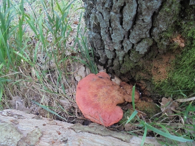 Jedlý pstřeň dubový upoutá svojí barvou