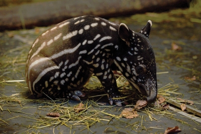 Zoo Zlín – tapír čabrakový
